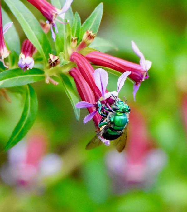 Green Orchid Bee